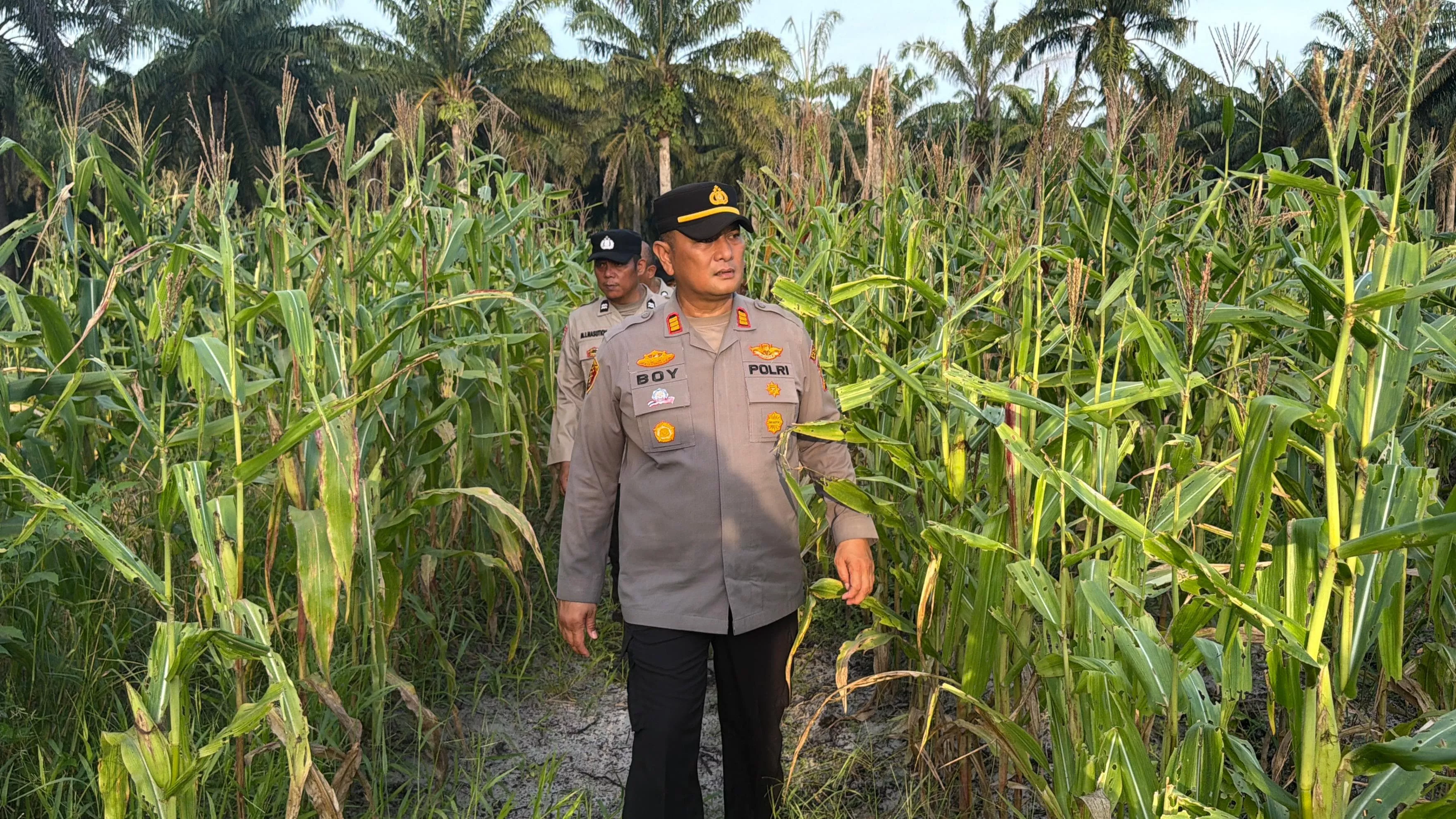 Perkuat Ketahanan Pangan Nasional, Polsek Pujud Tinjau Lahan Jagung di Rohil