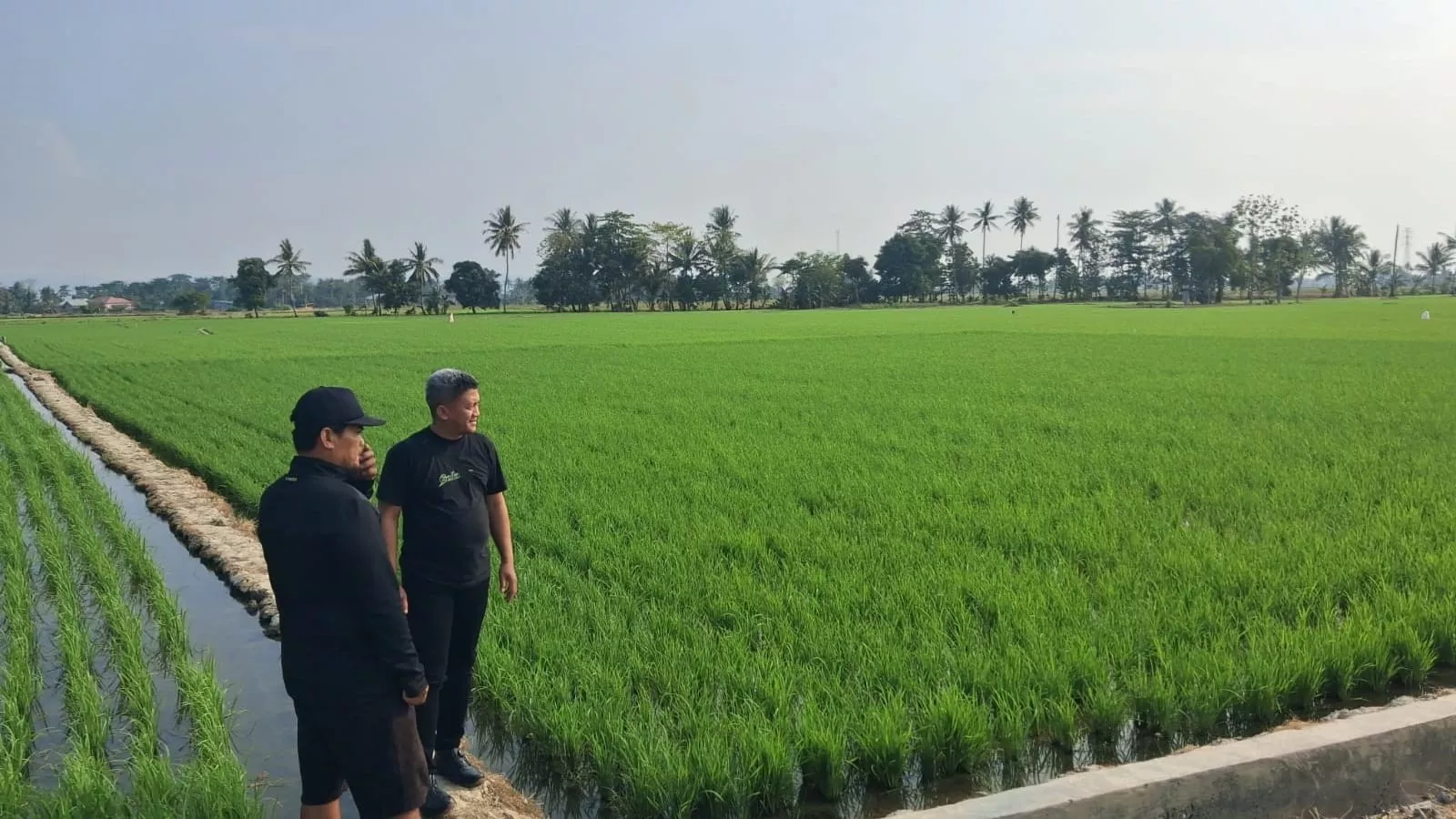 Hari Tani Nasional, Petani Sabiano Kolaka Keluhkan Minim Alsintan dan Pengaturan Irigasi