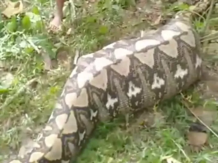 Geger! Ular Piton 7 Meter di Konawe Selatan Ditemukan Usai Telan Sapi Warga