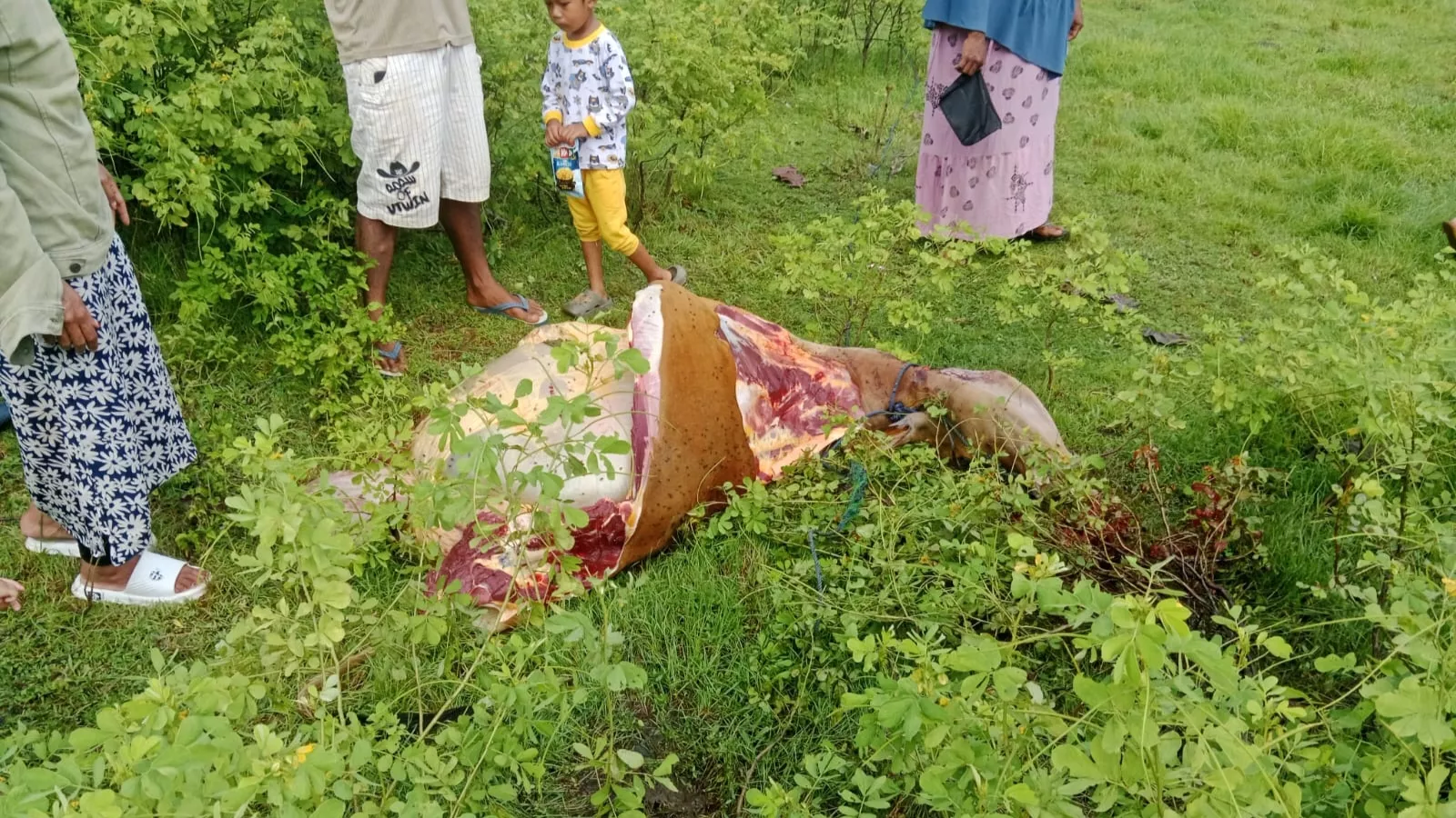 Sapi Bunting Milik Warga di Muna Barat Dicuri dan Dimutilasi, Kerugian Capai Rp8 Juta