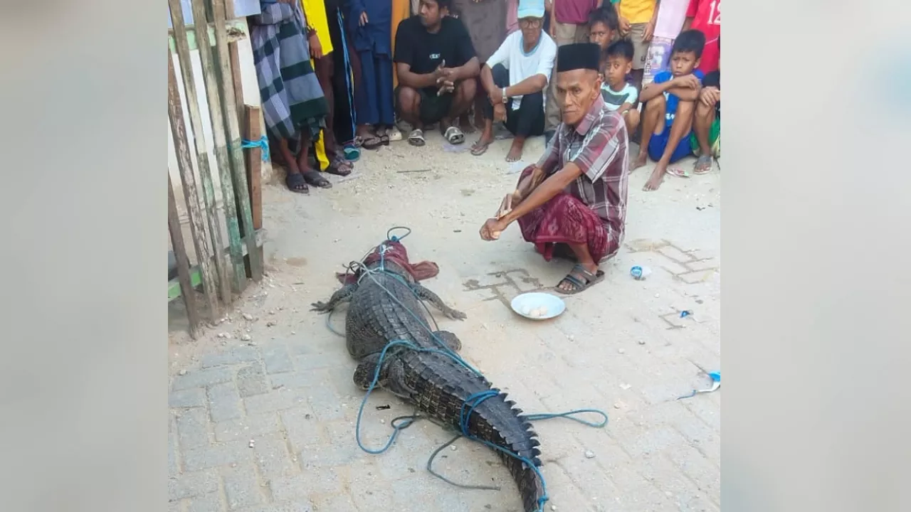 Seekor Buaya Masuk Permukiman Warga di Kendari, Terjerat Jaring Ikan