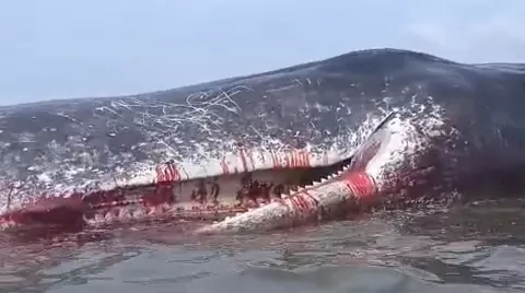 Ikan Paus 10 Meter Ditemukan Terdampar di Perairan Desa Totobo Kolaka