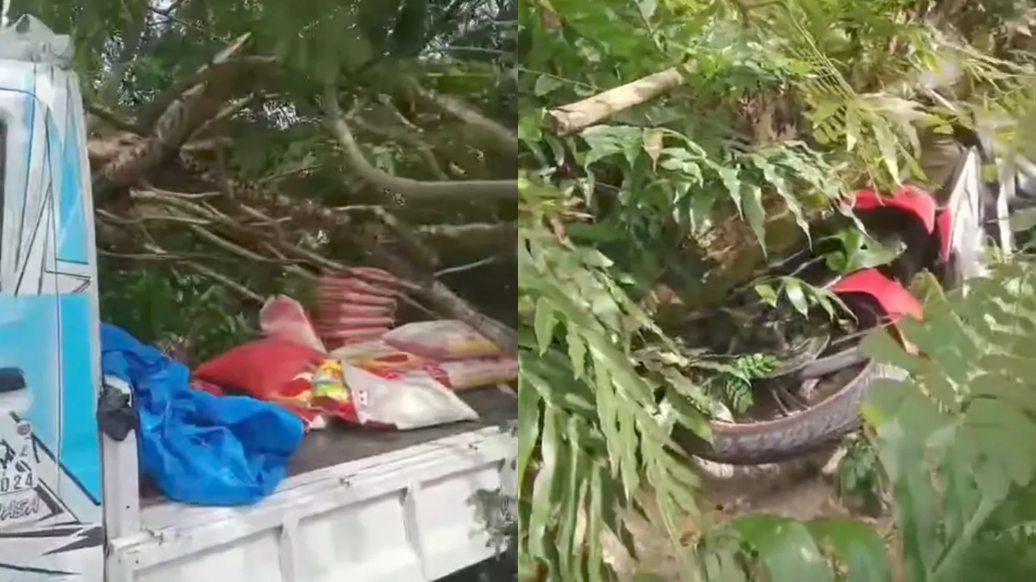 Pohon Tumbang di Wawotobi Konawe Timpa Kendaraan, Satu Motor Rusak