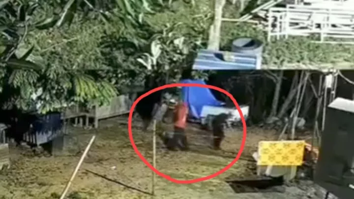 CCTV Rekam Aksi Dua Pria Curi Ayam di Baruga Kendari, Pemilik Mengaku Sudah Dua Kali Kehilangan