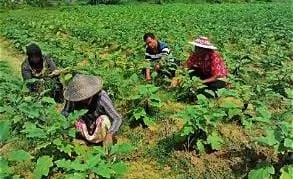 Kelompok Tani Benuanirae Kendari Dukung Pemerintah, Minta Distribusi Pupuk dan Akses Modal Ditingkatkan