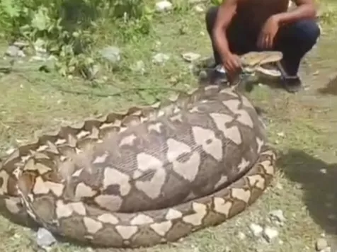 Diduga Telan Rusa, Ular Piton Raksasa Ditemukan Mati di Pinggir Jalan di Buton Tengah