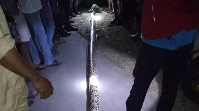 Wanita di Muna Barat Tewas Diduga Diserang Ular Piton 6 Meter Saat Pulang dari Kebun