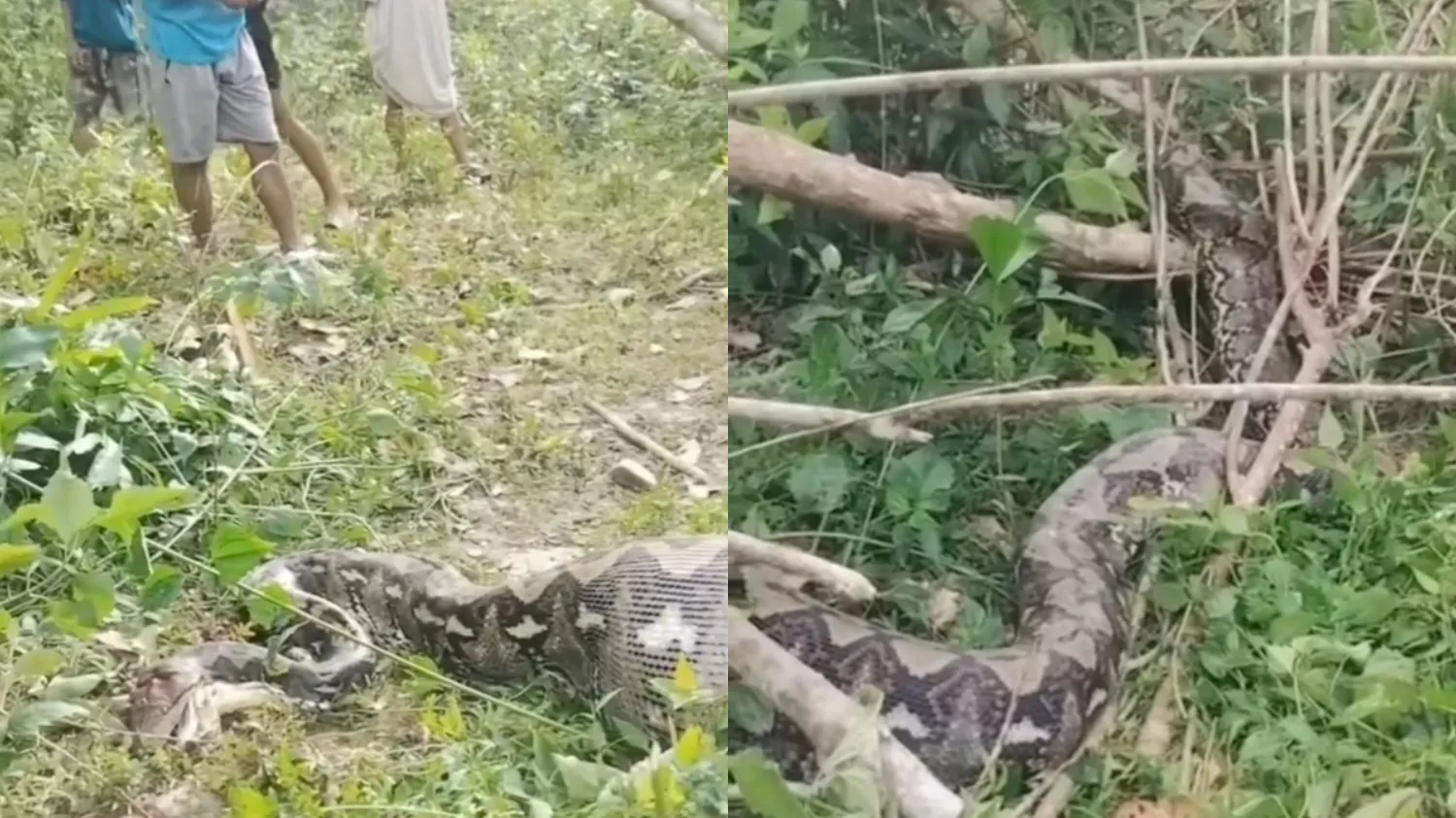 Ular Piton Raksasa Diduga Telan Sapi Warga, Gegerkan Desa Nesowi Konawe