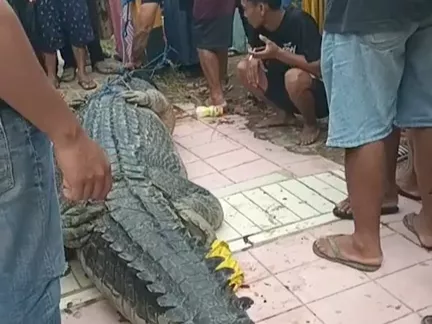 Buaya Raksasa 4,6 Meter Ditangkap Warga di Konawe Selatan Usai Makan Pancing