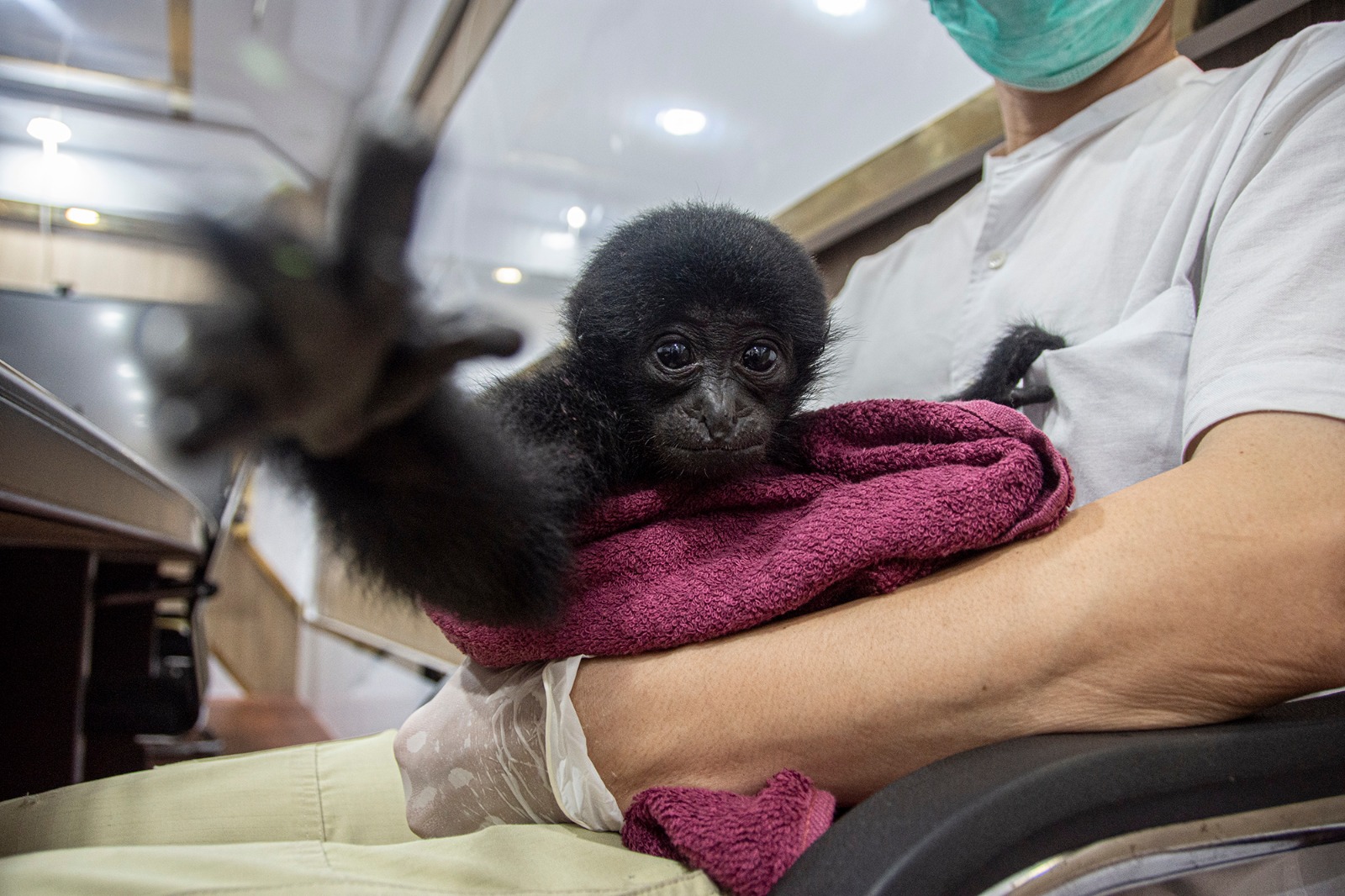 Polisi Gagalkan Perdagangan Siamang di Pekanbaru, Bayi Satwa Dilindungi Berhasil Diselamatkan