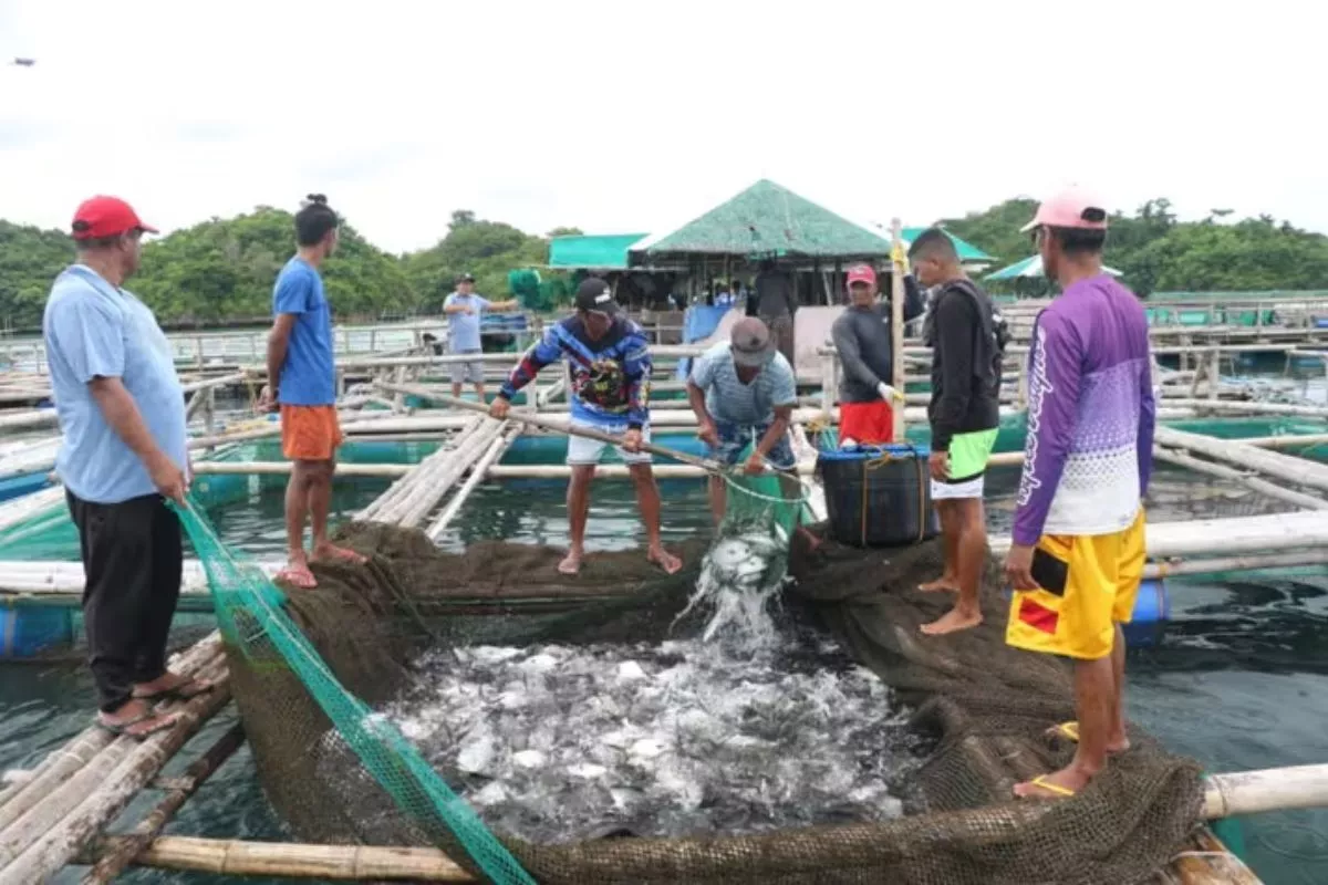 Sektor Perikanan Kalimantan Utara Makin Diminati Investor