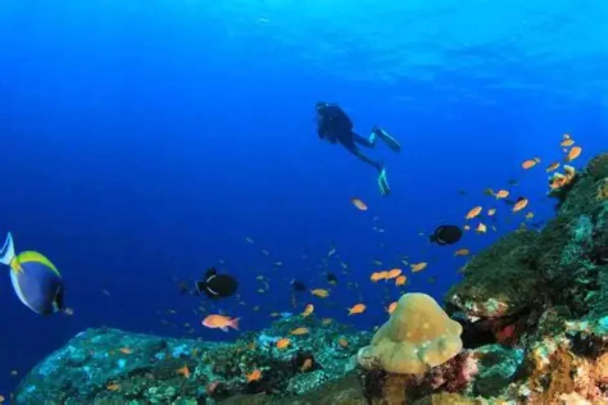 Tips Liburan ke Taman Laut Bunaken untuk Keluarga