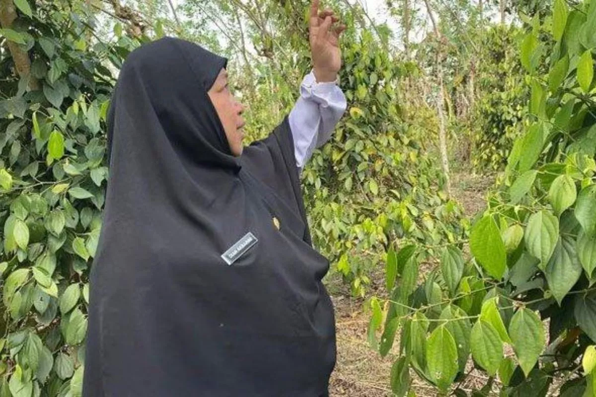 Cara Investasi Perkebunan Lada di Bangka untuk Peluang Bisnis