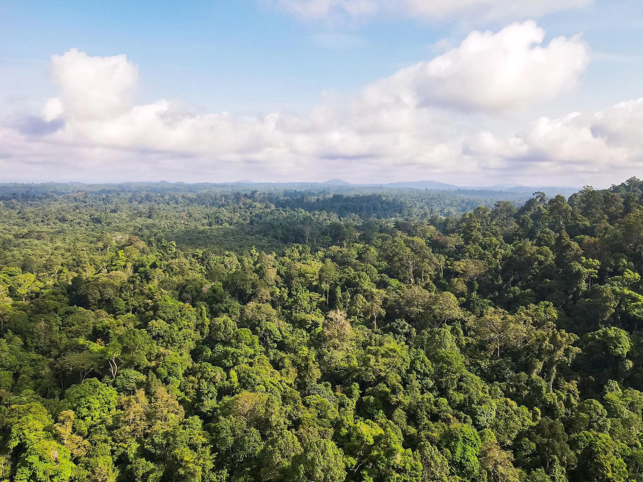 Realisasi Hutan Adat Kaltara: Baru 15 Ribu Hektare Terverifikasi Pusat