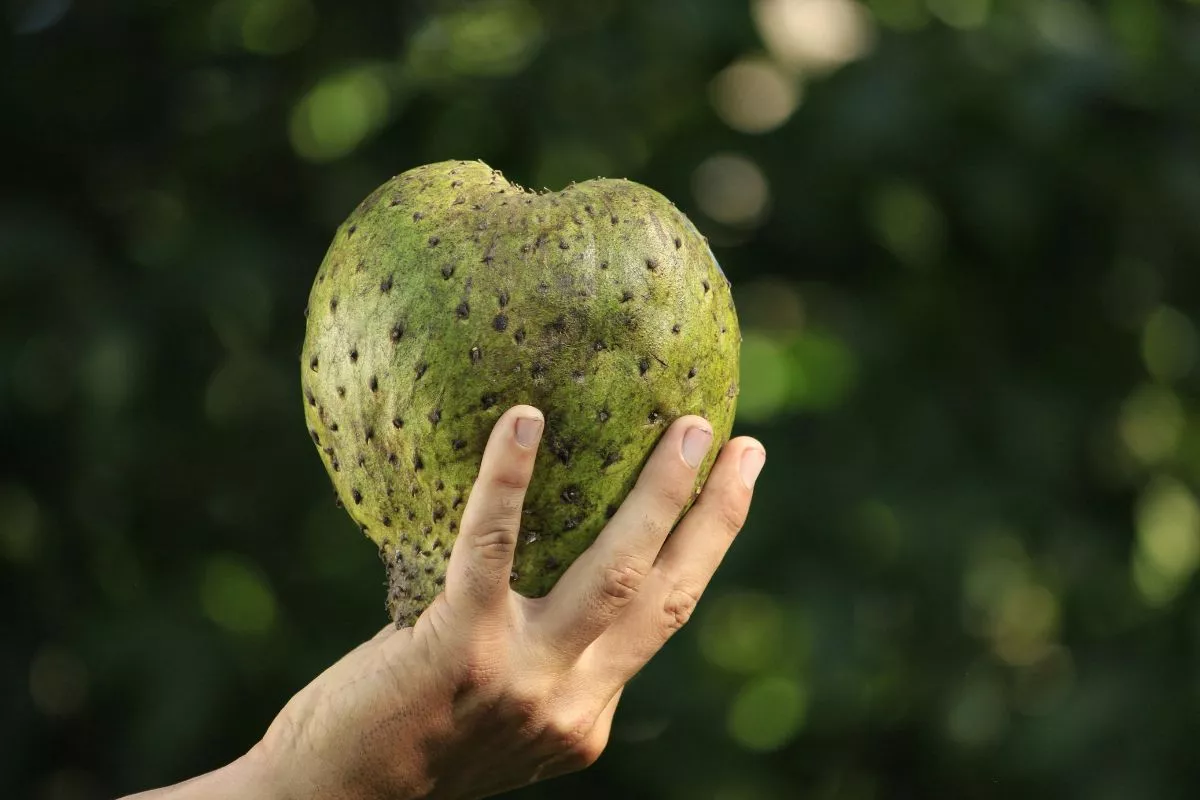 Manfaat Buah Sirsak untuk Kesehatan: Kandungan Nutrisi dan Khasiatnya