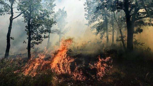 WALHI Kalbar Sebut Karhutla di Lahan Konsesi Terus Berulang, Mendesak Penegakan Hukum yang Tegas