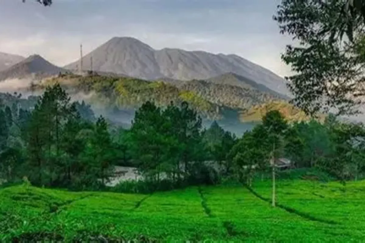 Wisata Puncak Bogor, dari The Farm Pancawati hingga Kebun Raya Cibodas
