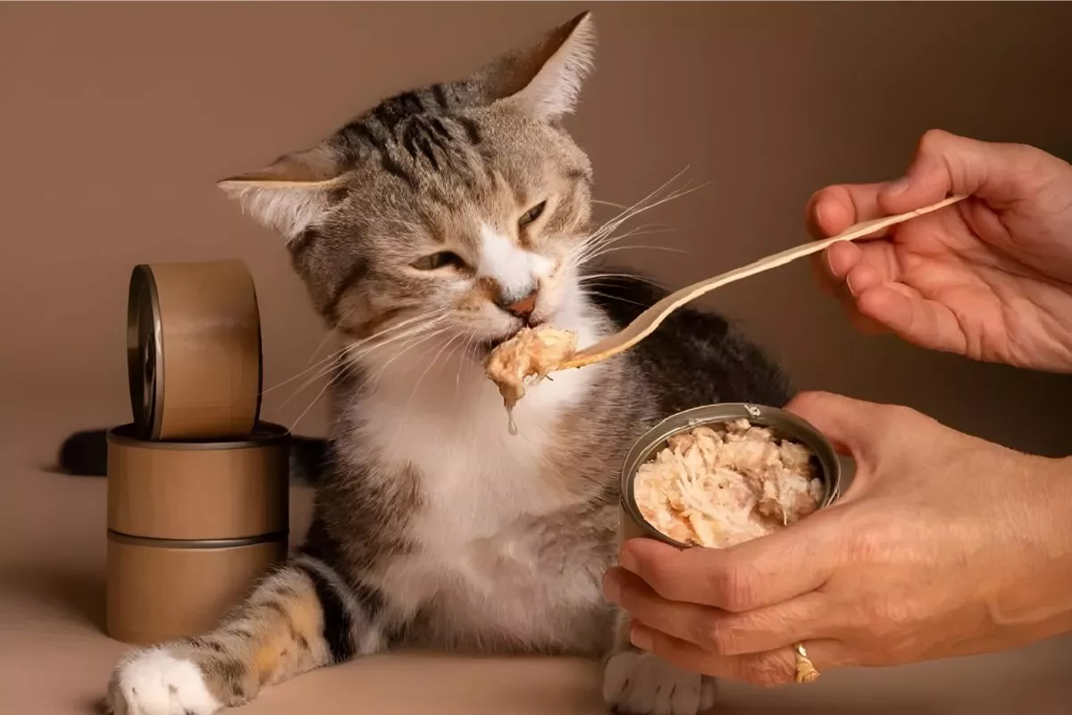 15 Makanan Kucing Bernutrisi Tinggi, Rekomendasi Terbaik untuk Anabul