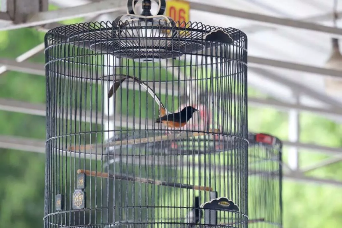 Kota Bengkulu Sambut HUT ke-307 dengan Lomba Burung Berkicau