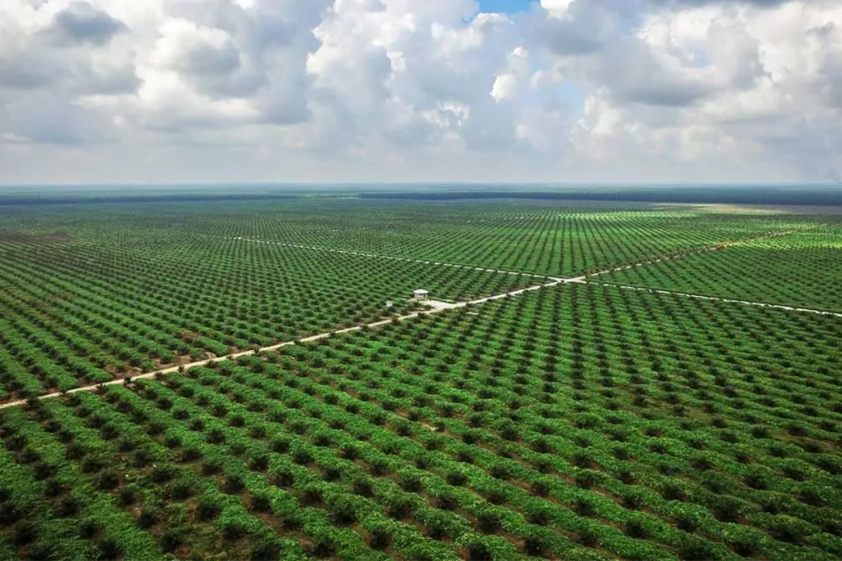 Investasi Lahan Sawit Sumsel: Panduan Aman dan Menguntungkan