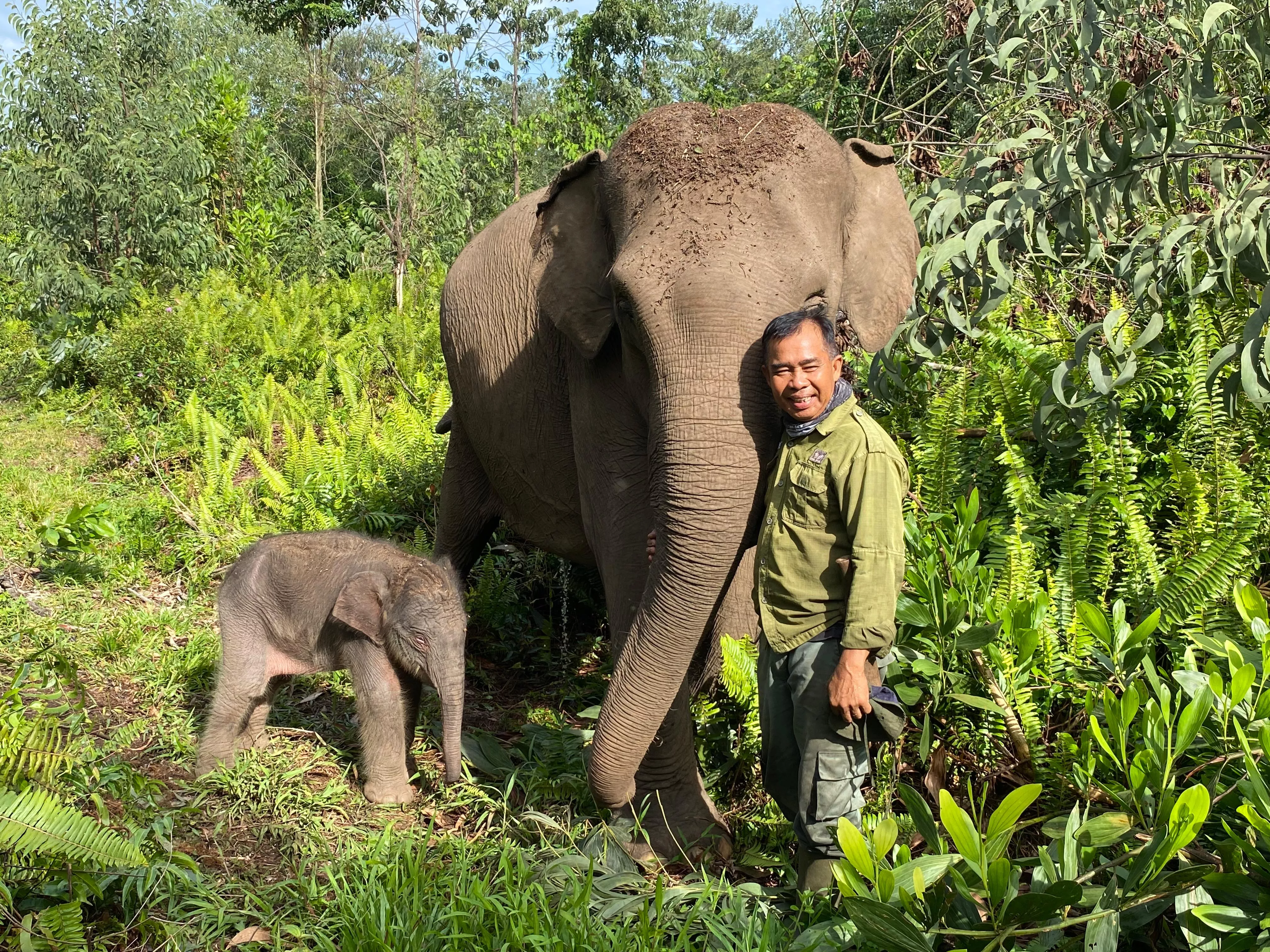 Gajah Jinak 'Ria' Lahirkan Anak Kelima, Angin Segar bagi Kelestarian Gajah Sumatera