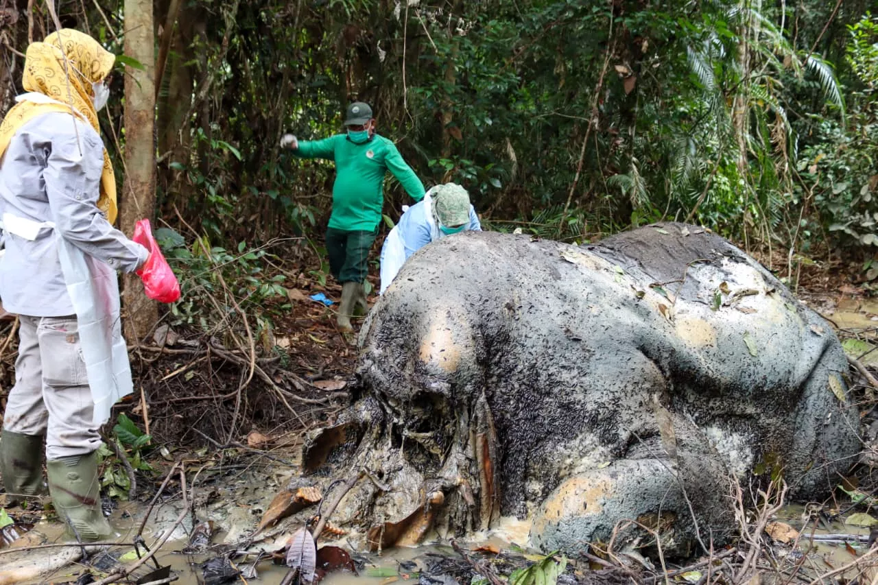 Tragedi Gajah Liar di Pelalawan, Dugaan Perburuan Menguat Usai Temuan Proyektil Peluru