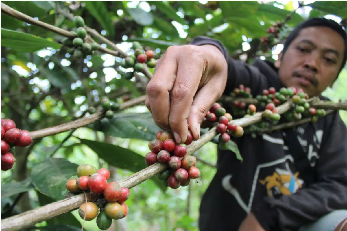 Cara Investasi Perkebunan Kopi di Bengkulu untuk Pemula
