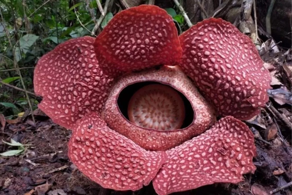 Harga Tiket Masuk Taman Bunga Rafflesia dan Tips Liburan