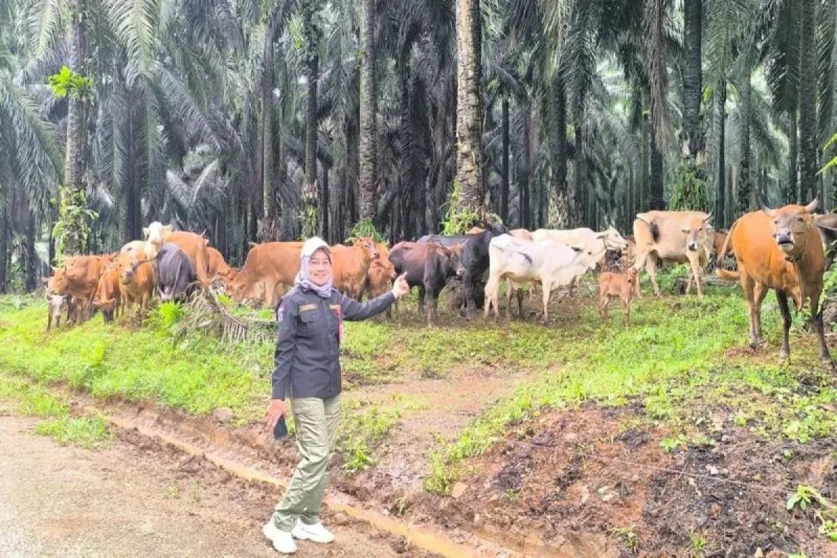 Kalsel Kejar Swasembada Daging Merah: Manfaatkan Lahan Sawit hingga Eks Tambang
