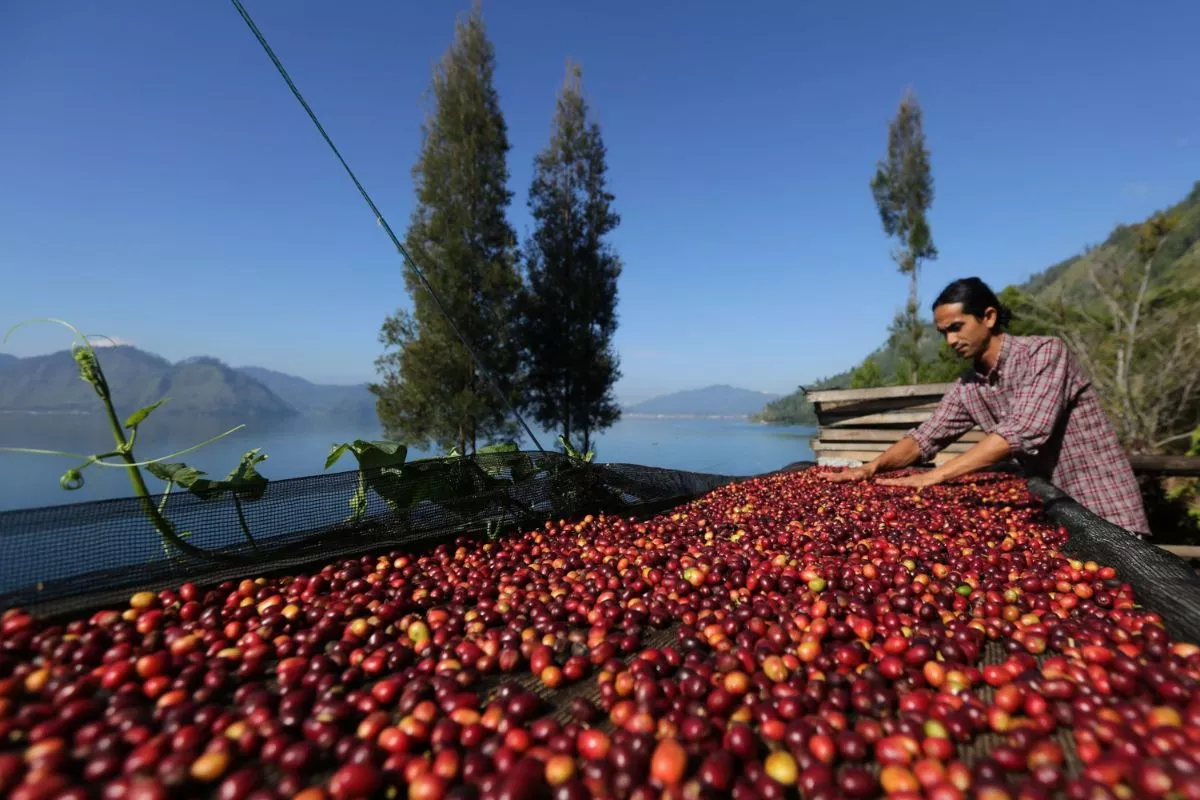 Pemerintah Salurkan Bantuan, Ini Cara Daftar Petani Kopi Aceh