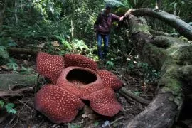 Mekarnya Rafflesia Arnoldii di Liku Sembilan Jadi Daya Tarik Pengguna Jalan Bengkulu