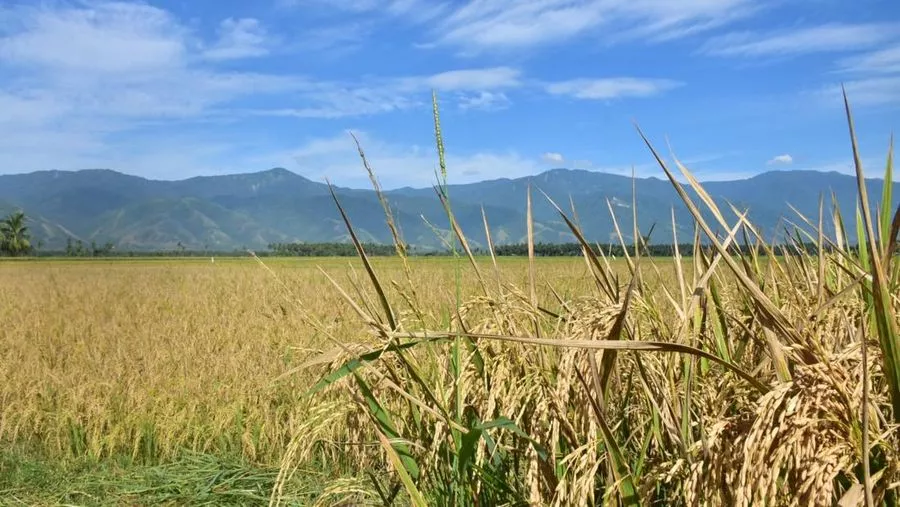 Petani Belitung Mulai Panen Padi Awal Tahun dengan Produksi Relatif Stabil
