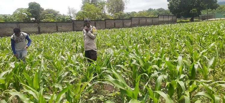Dukung Ketahanan Pangan Nasional, Bhabinkamtibmas Polres Sikka Kawal Lahan Jagung di Alok Barat