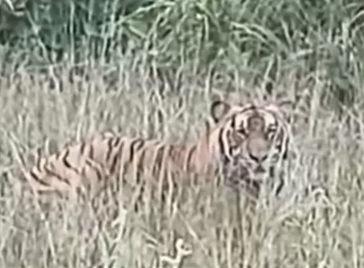 Video Viral Harimau di DSF 125 PHR, Tim Gabungan Siaga dan Pantau Pakai Drone
