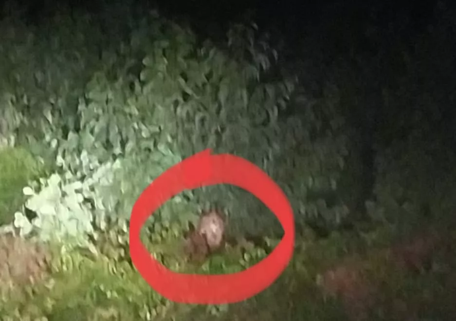 Harimau Sumatera Terdeteksi 200 Meter dari Rumah Warga di Pelalawan, BBKSDA Riau Lakukan Mitigasi