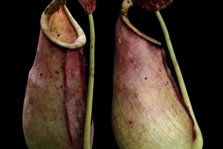 Spesies Baru Kantung Semar Nepenthes Xtaringkecil Ditemukan di Mempawah Kalimantan Barat