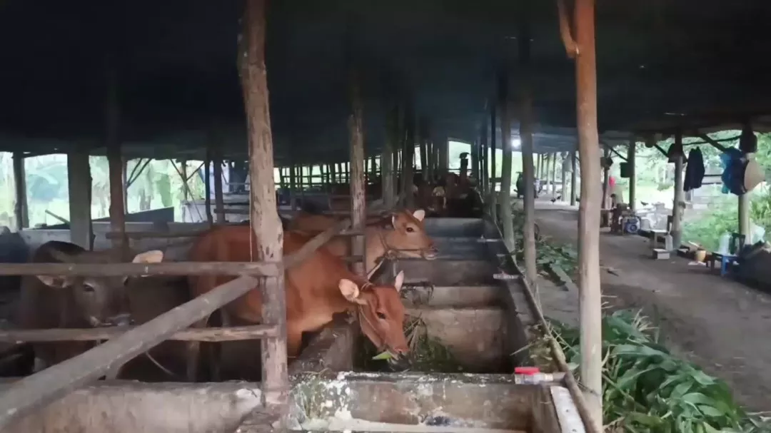 Pemprov Kepulauan Babel Perkuat Pengawasan Lalu Lintas Ternak Jelang Hari Besar Keagamaan