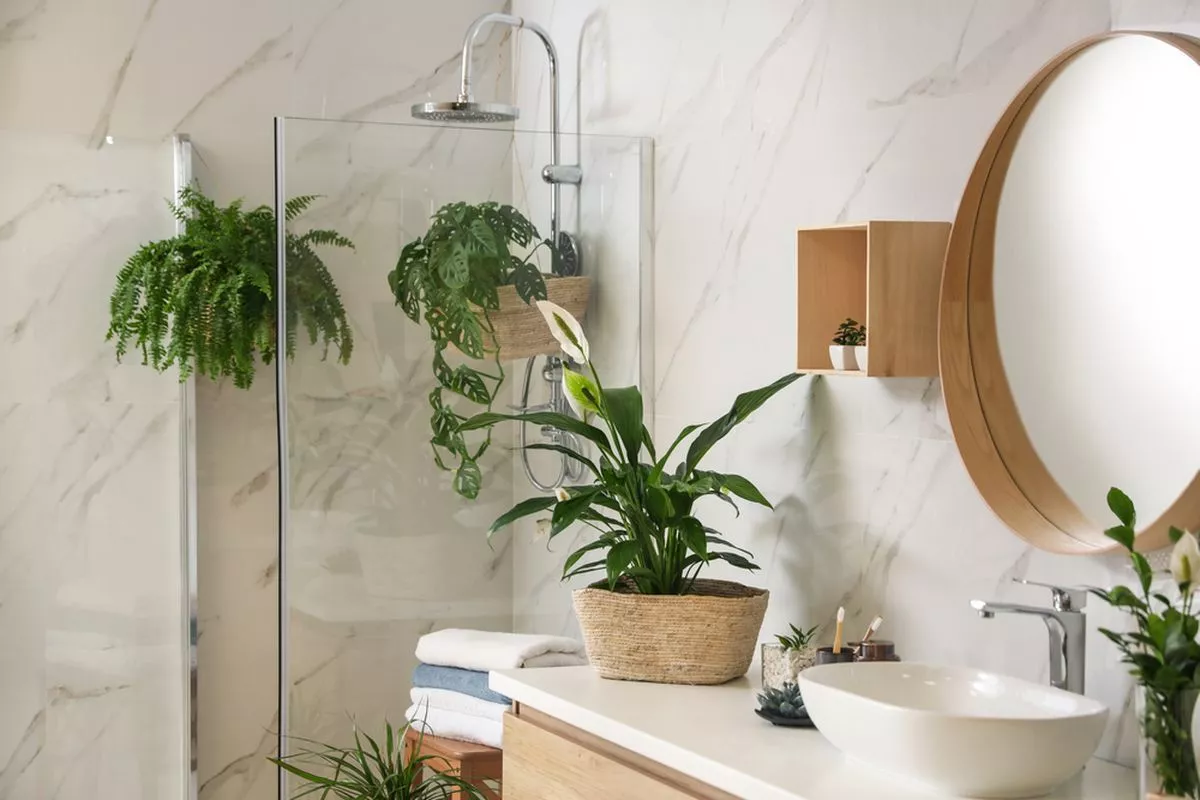 7 Tanaman Hias Terbaik untuk Kamar Mandi yang Lembap dan Menyegarkan