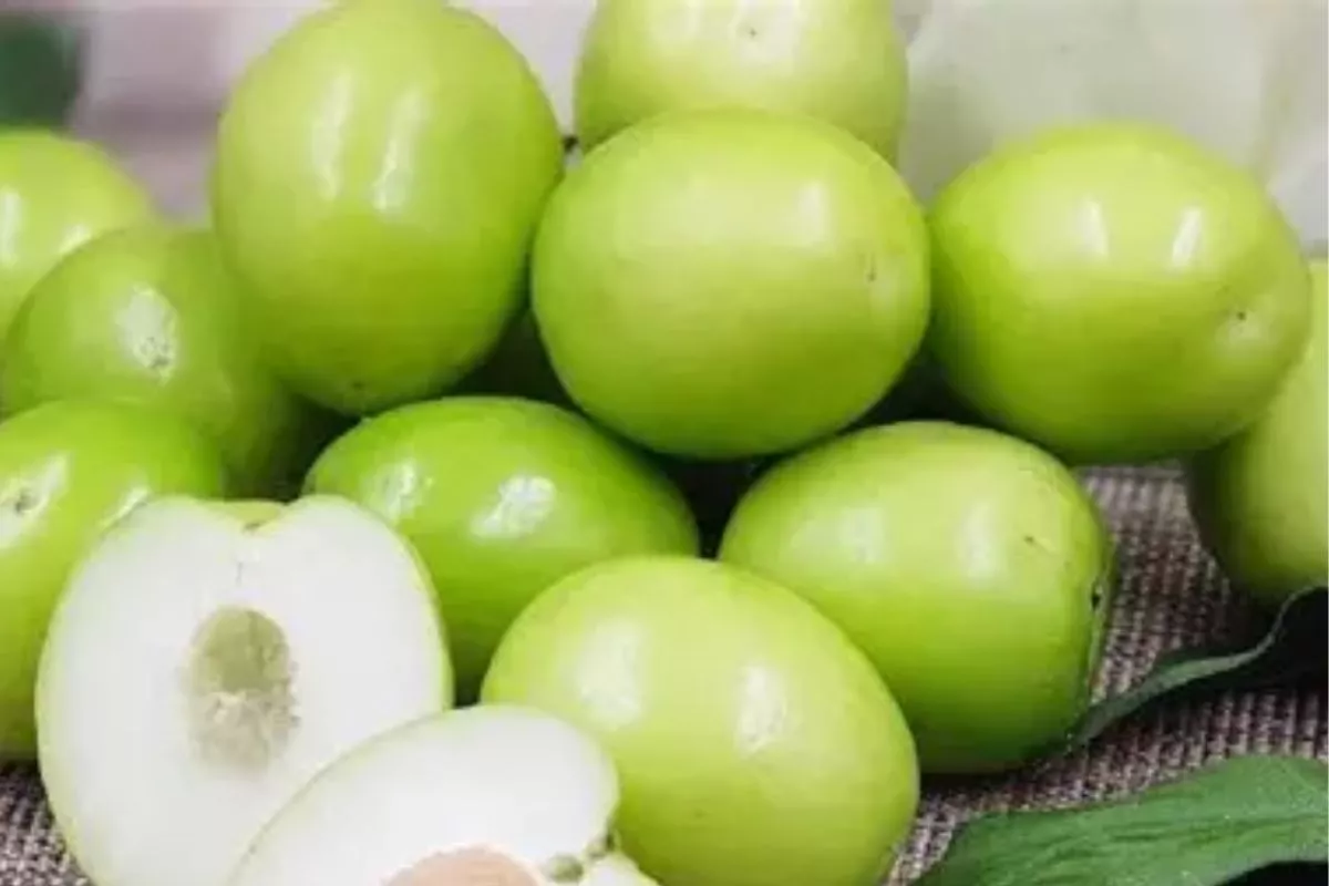 10 Manfaat Buah Bidara Arab untuk Kesehatan Tubuh