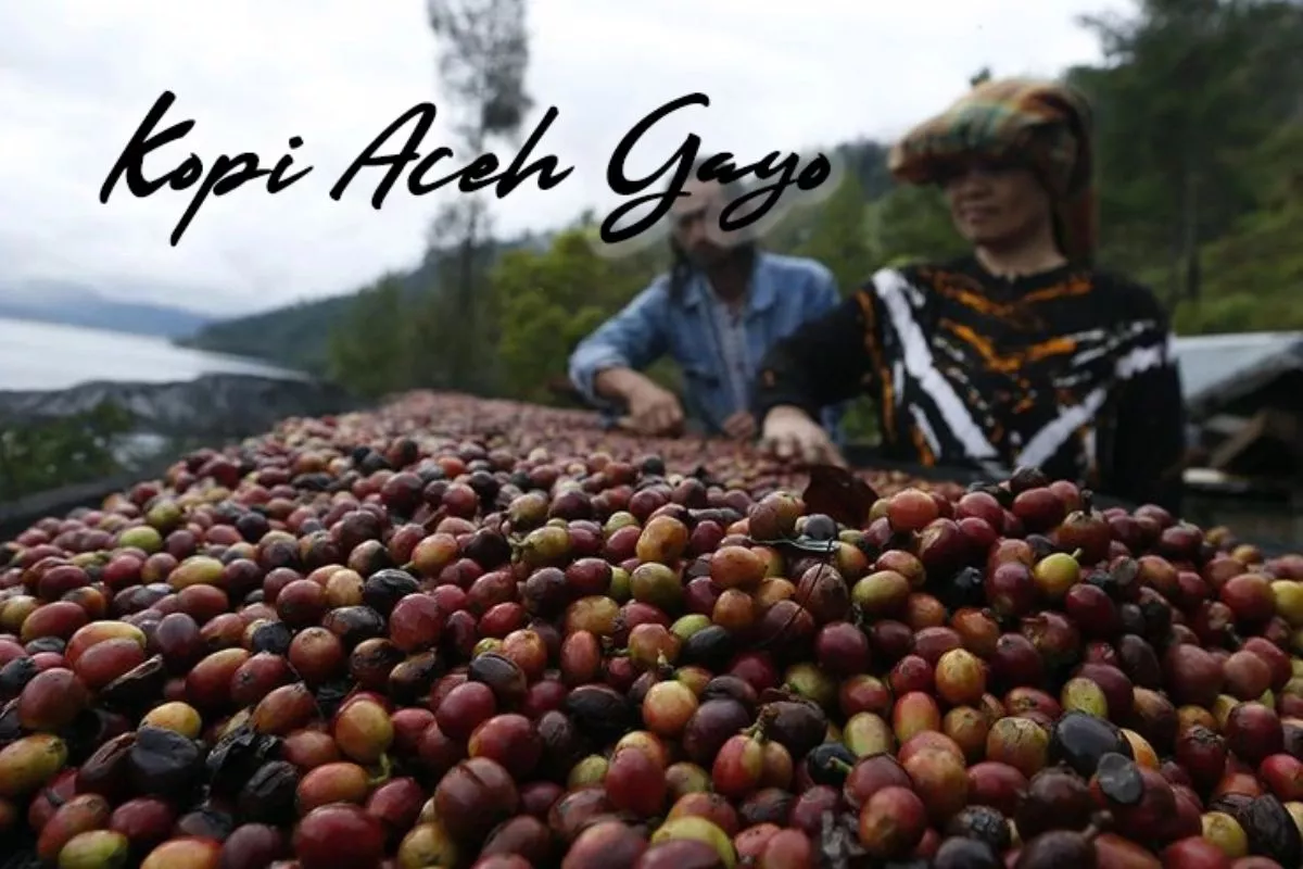 Menelusuri Peran Pengrajin dalam Menjaga Mutu Kopi Gayo