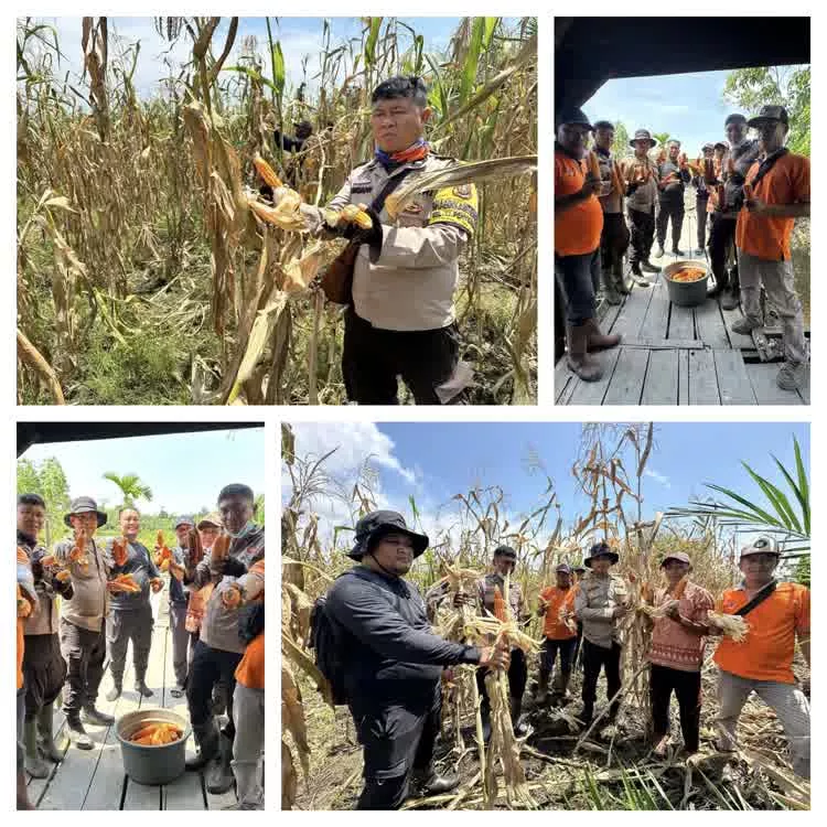 Polsek Sungai Sembilan Panen Jagung Pipil Dukung Program Nasional Ketahanan Pangan Kuartal II Tahun 2026
