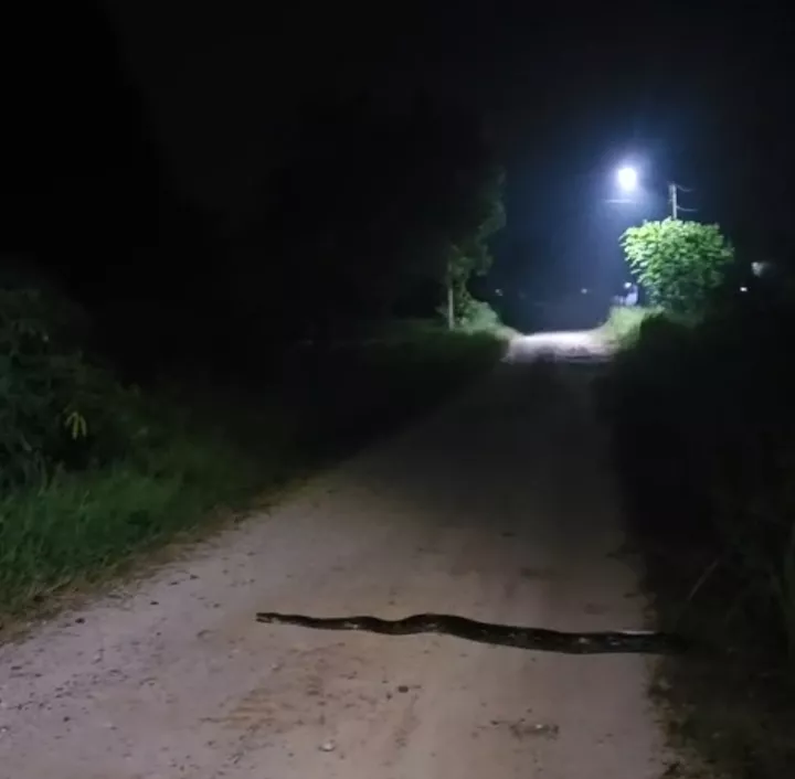 Ular Piton 3 Meter Ditemukan Melintas di Jalan Budi Arif Dumai
